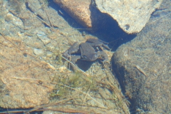 Laghetti di Strino (2578m) (21)